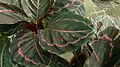 Calathea roseopicta