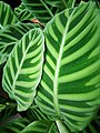 Calathea zebrina