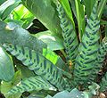 Calathea lancifolia