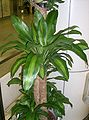 Dracaena fragrans