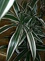 Dracaena deremensis