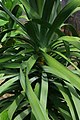 Dracaena draco