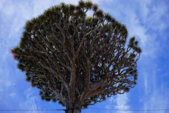 Dracaena in their Natural inhabitant