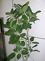 Ficus benghalensis