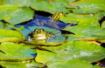 Why don't you create a water garden today?