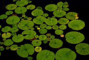 Creating a Miniature Water Lily Pond in a Half-barrel