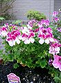 Pelargonium crispum