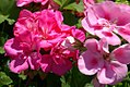 Pelargonium x hortorum