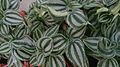 Peperomia argyreia