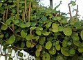 Peperomia rotundifolia