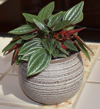 Peperomias are great indoor plants