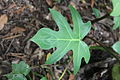 Philodendron bipennifolium