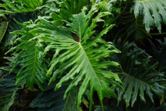 Philodendrons make beautiful houseplants