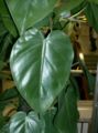 Philodendron scandens