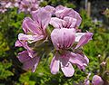 Scented leaved pelargoniums