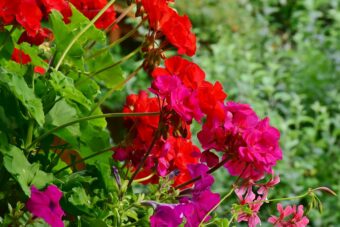 Geraniums are attractive flowering indoor plants