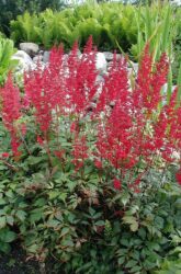 Astilbe arendsii