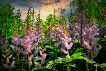 Astilbe do make an attractive bog plant