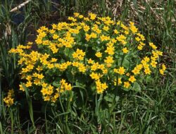 Caltha palustris