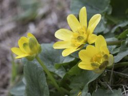 Marsh marigold