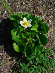 Caltha palustris alba