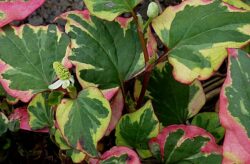 Houttuynia cordata 'Chameleon'