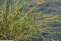 Juncus effusus 'Spiralis'