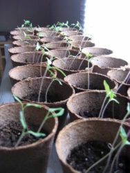 Lanky seeds stretching to the light