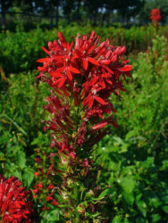 Lobelia cardinalis