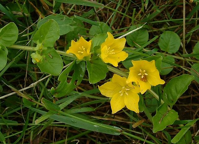 Lysimachia nummularia