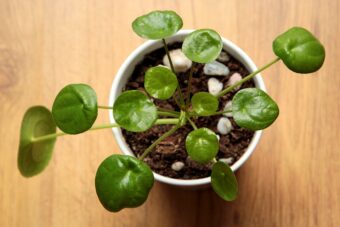 Pileas make wonderful and colourful houseplants