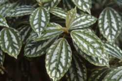 Pilea cadierei