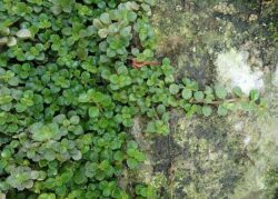 Pilea depressa