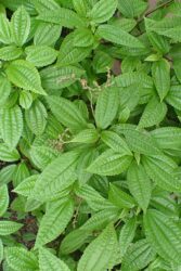 Pilea grandifolia