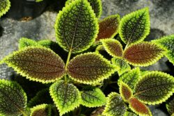 Pilea involucrata