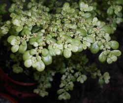 Pilea microphylla