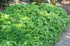 Pilea nummulariifolia