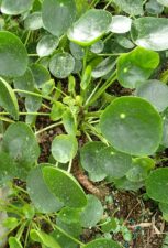 Pilea peperomioides