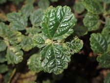 Pilea repens