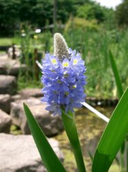 Pontederia cordata