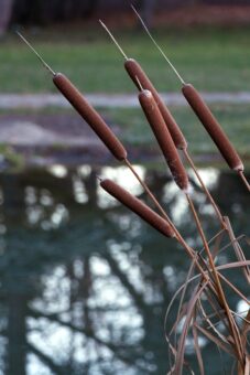 Creating a Marginal Pond in a Barrel