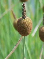 Typha minima