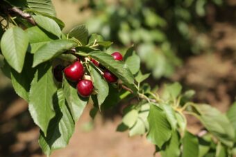 Cherry tree fruit can be preserved