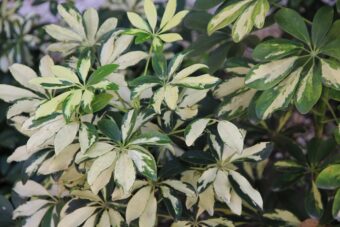 Schefflera make attractive and beautiful houseplants