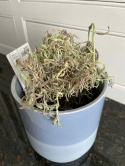 Dead houseplants must be avoided