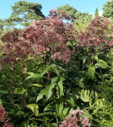 Eupatorium maculatum