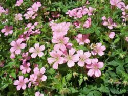 Hardy Geranium