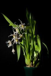 Oncidium naevium