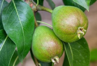 Fruit trees need looking after