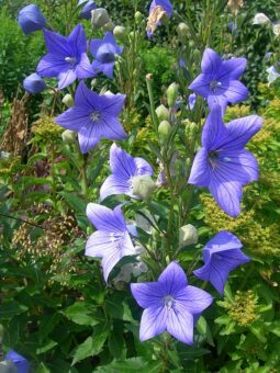 How to Prune to Manipulate Plants